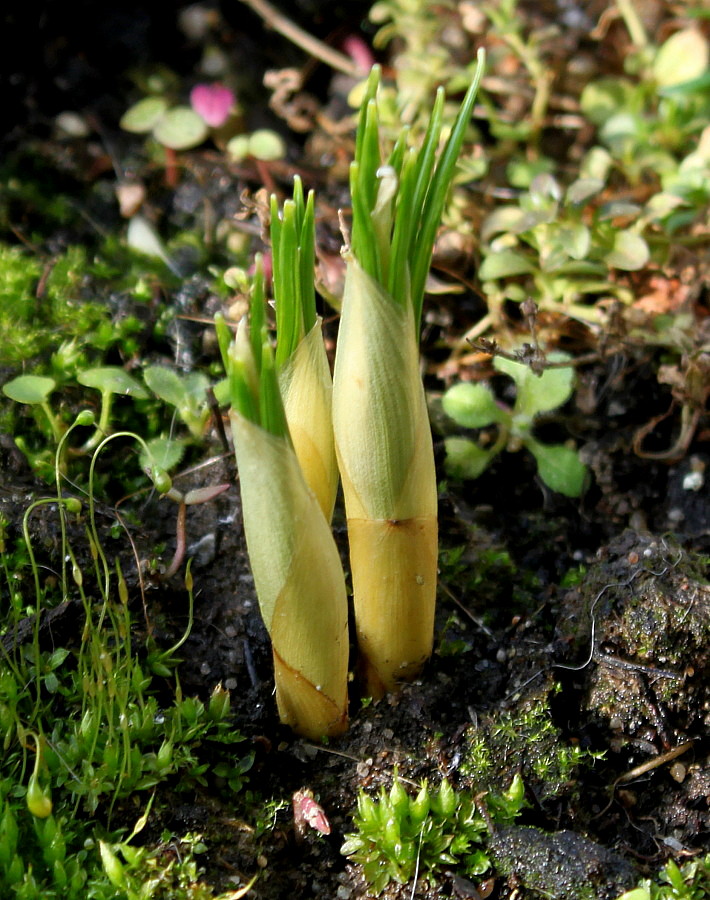 Image of Crocus chrysanthus specimen.