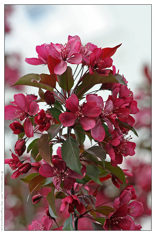 Image of Malus × purpurea specimen.