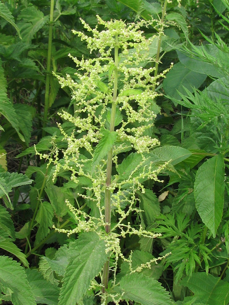 Изображение особи Urtica dioica.