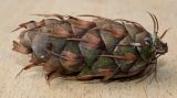 Pseudotsuga menziesii. Шишка (вид сбоку). Германия, г. Кемпен, в во дворе многоквартирного дома. 17.03.2013.