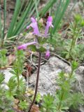 Lamium amplexicaule