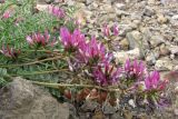 Astragalus suprapilosus