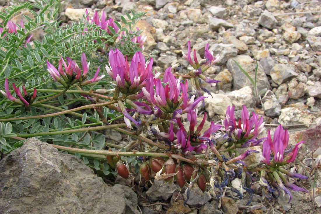 Image of Astragalus suprapilosus specimen.