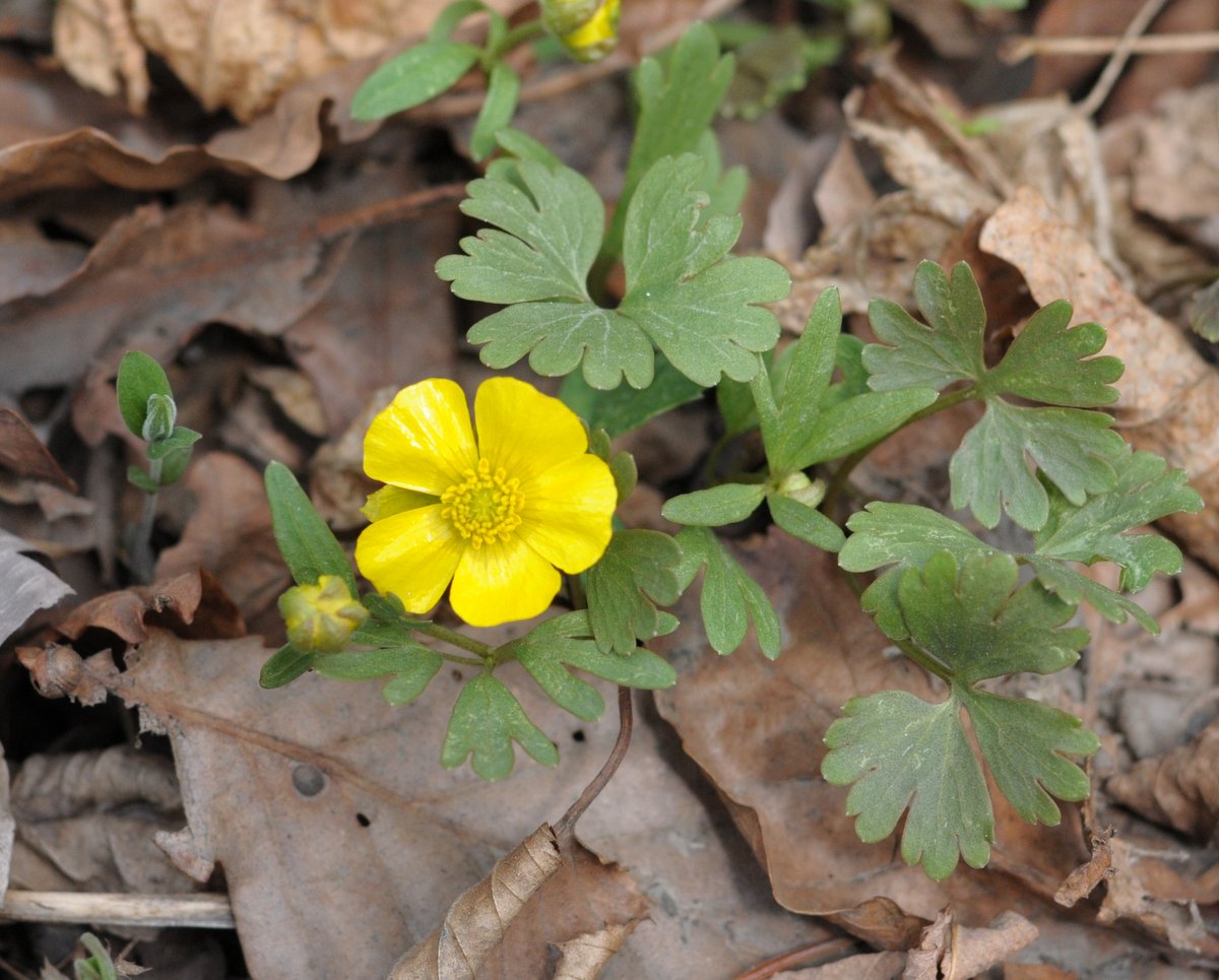 Image of Ranunculus franchetii specimen.