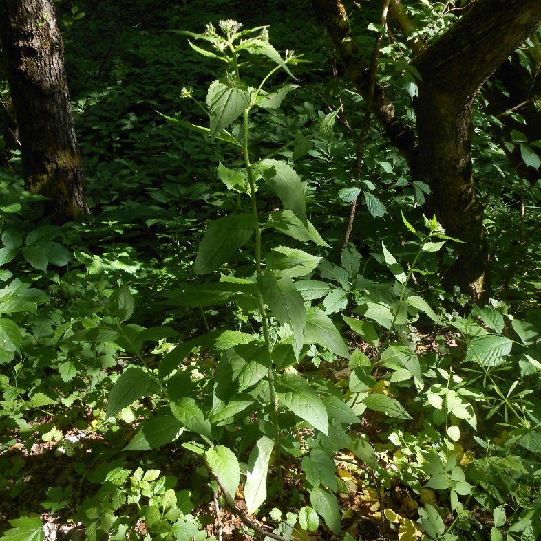 Image of genus Hesperis specimen.