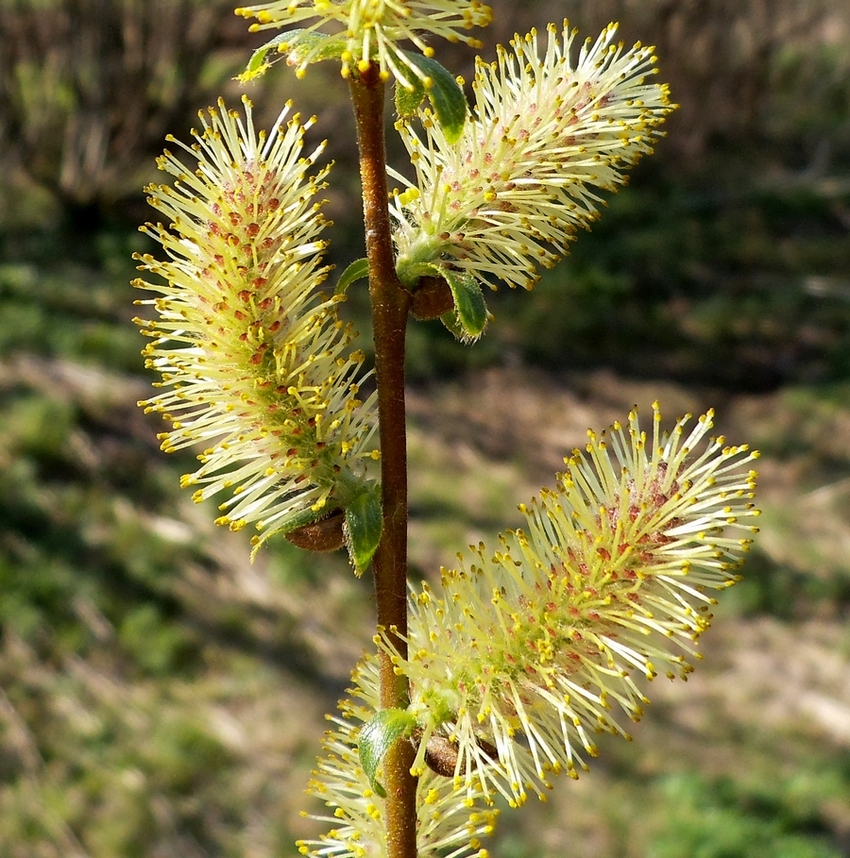 Изображение особи Salix hexandra.