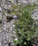 Knautia magnifica