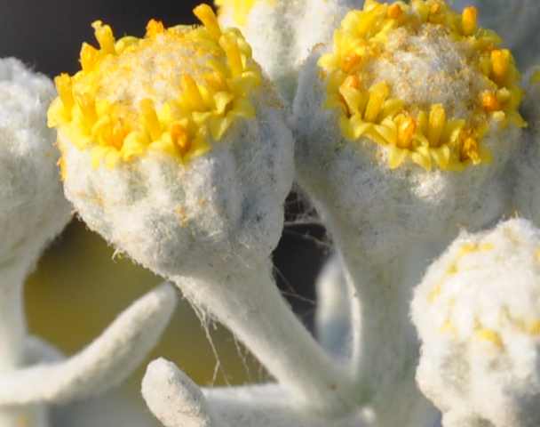 Image of Otanthus maritimus specimen.