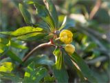 Anemone ranunculoides. Верхушка зацветающего растения. Ленинградская обл., Ломоносовский р-н, долина р. Шингарка, разнотравный луг на известняке. 04.05.2013.