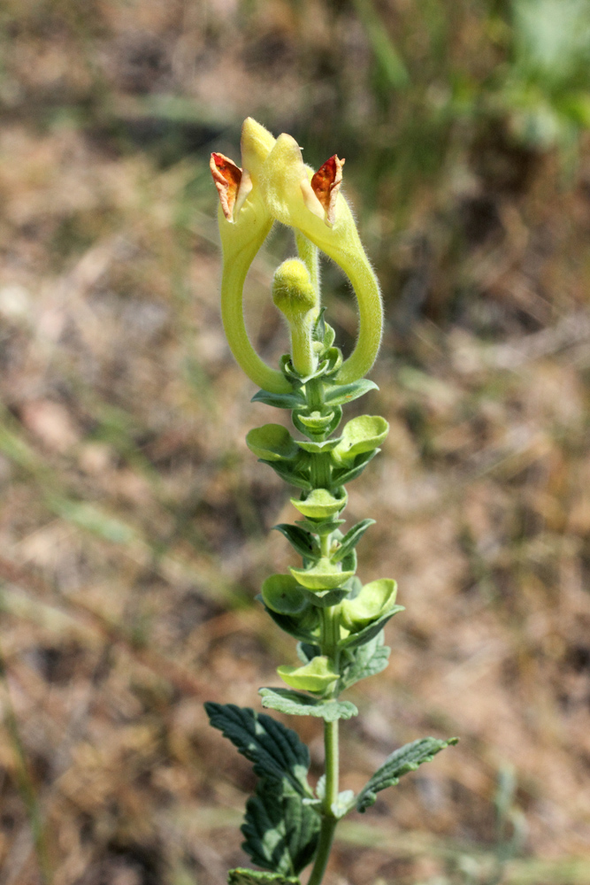 Изображение особи Scutellaria microdasys.