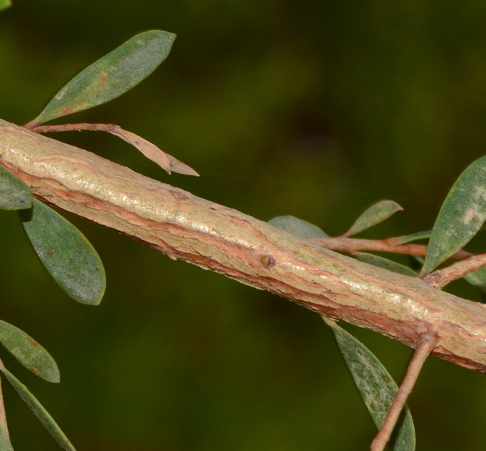 Image of Melaleuca nesophila specimen.