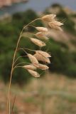 Bromus anatolicus. Осыпающееся соплодие. Крым, Севастополь, плато Карань. 24 июня 2013 г.