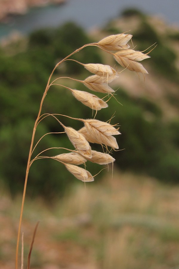 Изображение особи Bromus anatolicus.