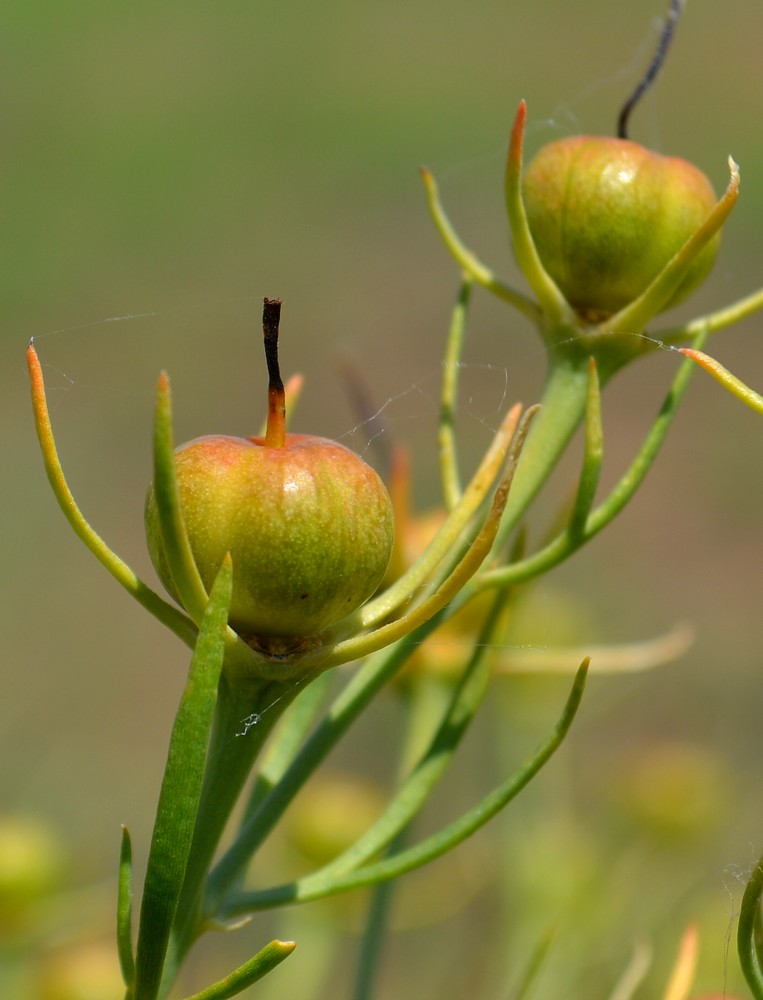 Image of Peganum harmala specimen.