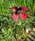 Papaver hybridum