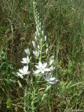 Ornithogalum ponticum