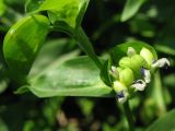 Commelina communis
