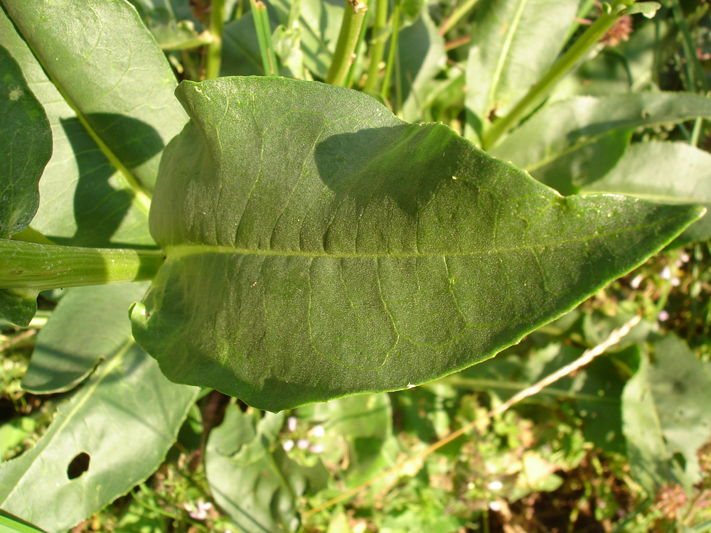 Image of Senecio schwetzowii specimen.