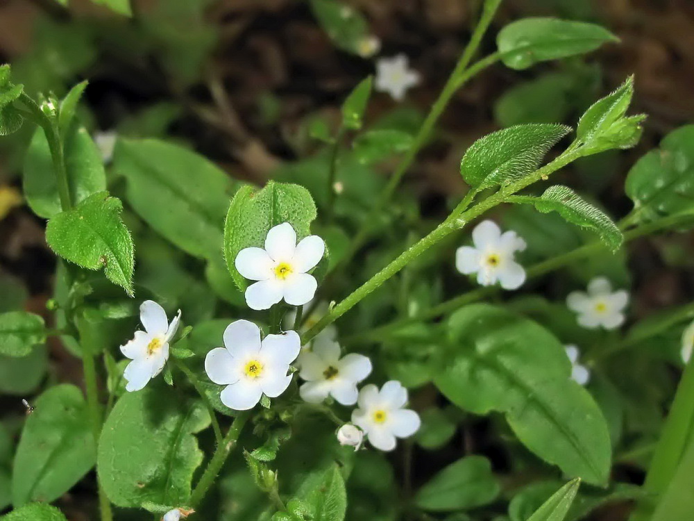 Изображение особи Trigonotis radicans.