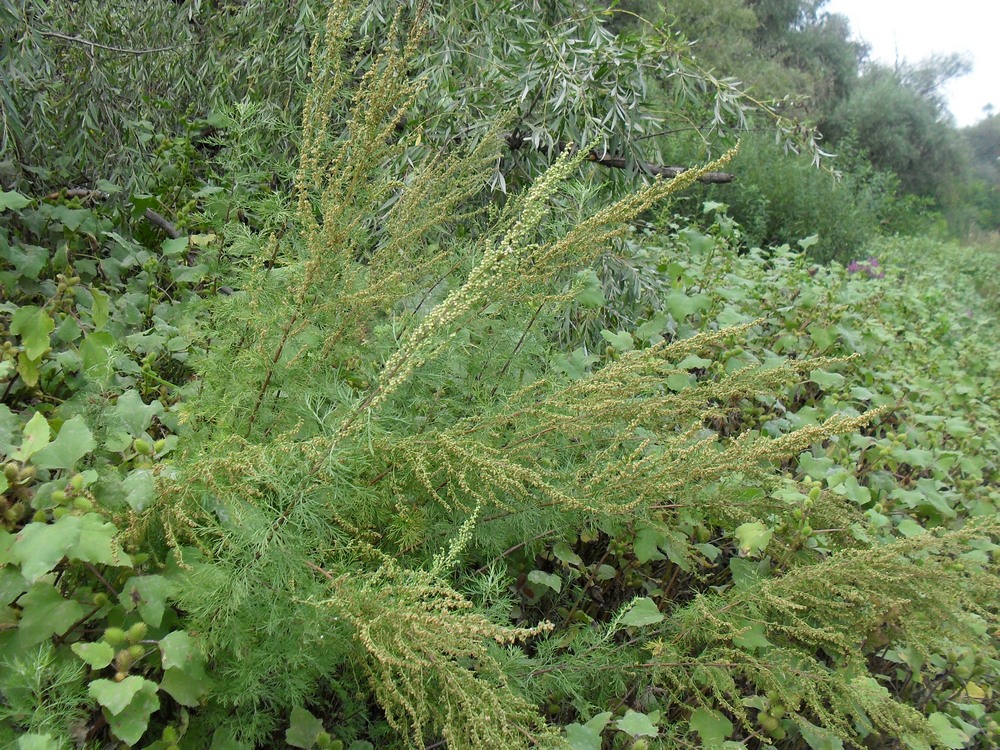 Image of Artemisia abrotanum specimen.