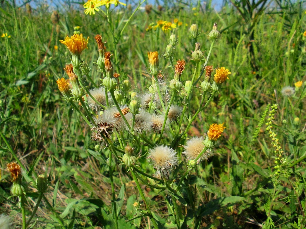 Image of Picris hieracioides specimen.