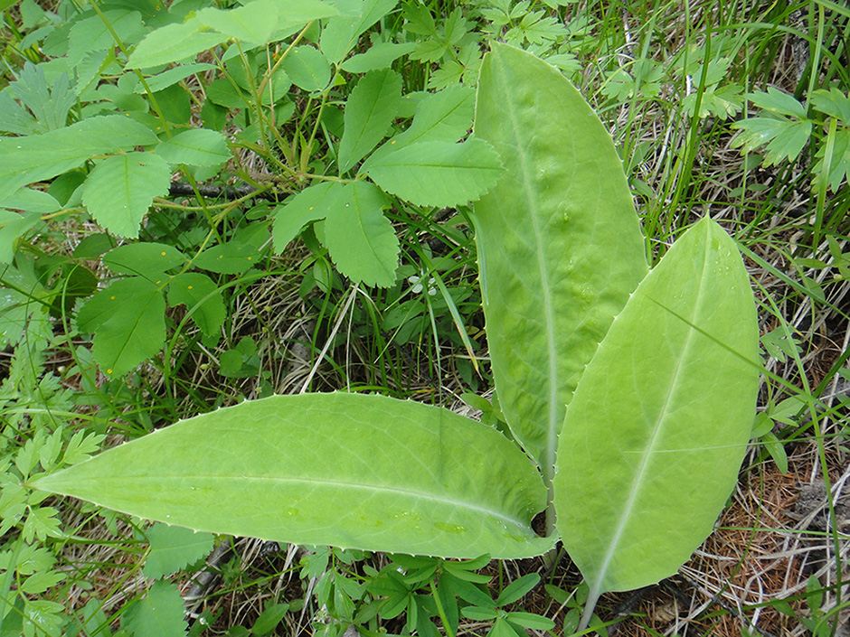 Image of genus Saussurea specimen.