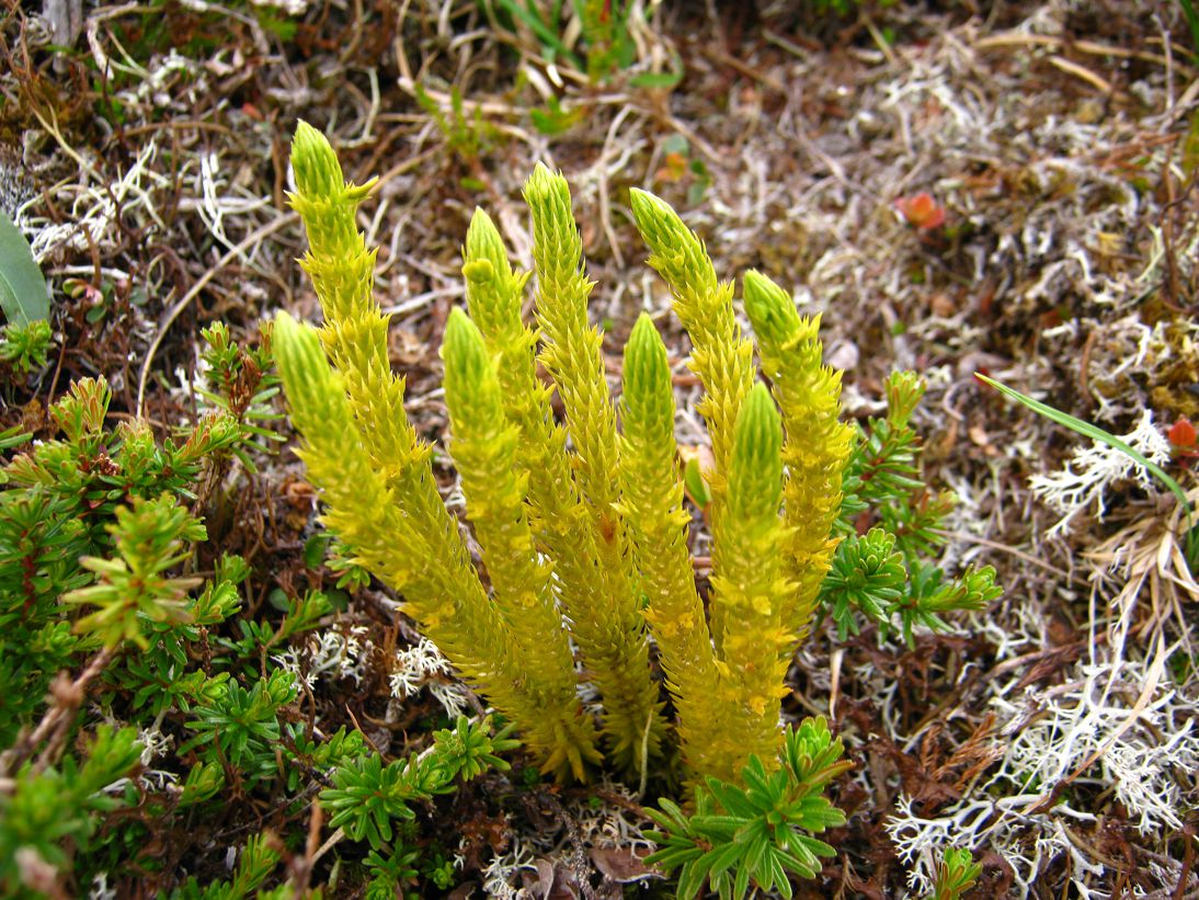 Image of Huperzia arctica specimen.