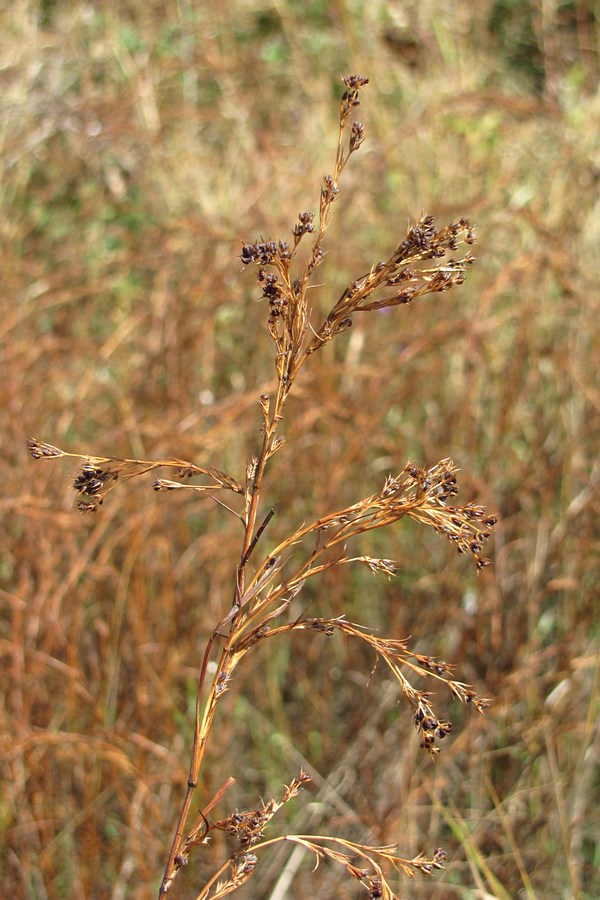 Image of Bupleurum affine specimen.