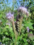 Phacelia tanacetifolia. Соцветие. Томск, городская свалка. 23.08.2013.