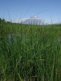 genus Carex. Плодоносящие растения. Камчатский край, Елизовский район, окрестности г. Петропавловск-Камчатский, берег осокового болота. 30.09.2013.