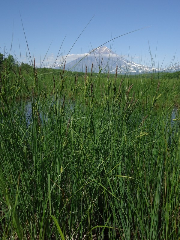 Image of genus Carex specimen.