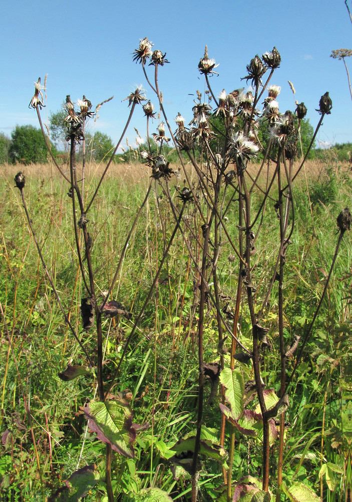 Изображение особи Crepis sibirica.