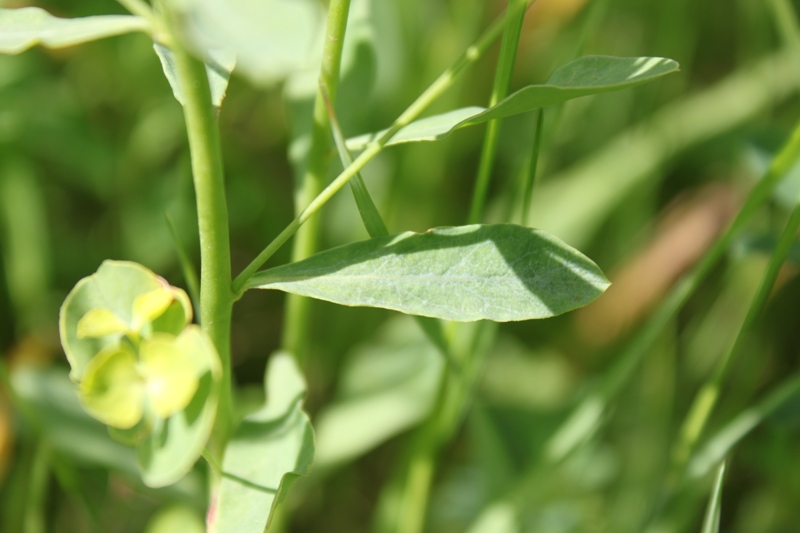 Image of Euphorbia borealis specimen.