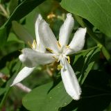 Lonicera tatarica. Цветок. Ростовская обл., Персиановские степи, средняя часть склона правого коренного берега р. Аюта. 05.05.2013.