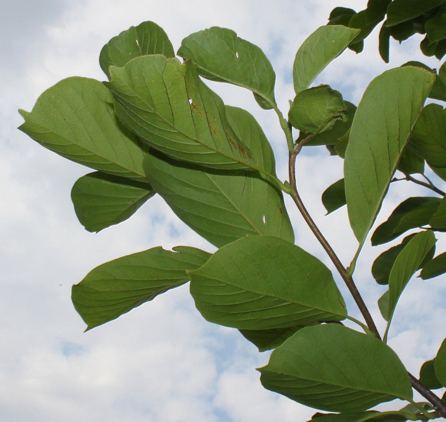 Image of Magnolia denudata specimen.
