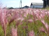 Hordeum jubatum. Соцветия. Якутия, пос. Усть-Куйга. 20.07.2012.