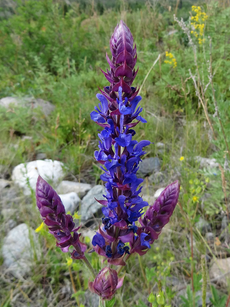 Изображение особи Salvia deserta.