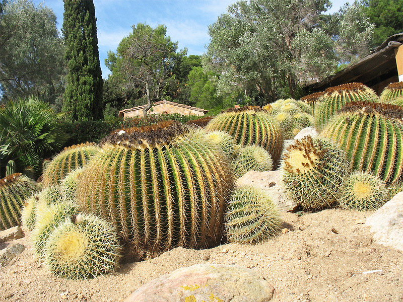 Изображение особи Echinocactus grusonii.