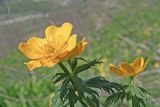 Trollius ranunculinus