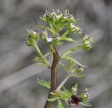 Scrophularia lucida