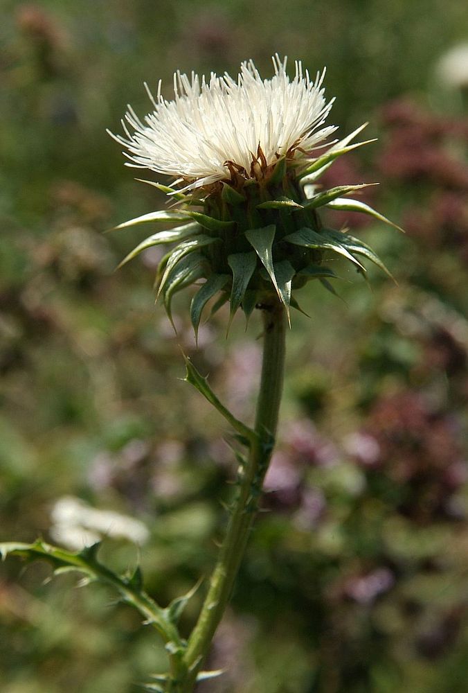 Image of genus Carduus specimen.