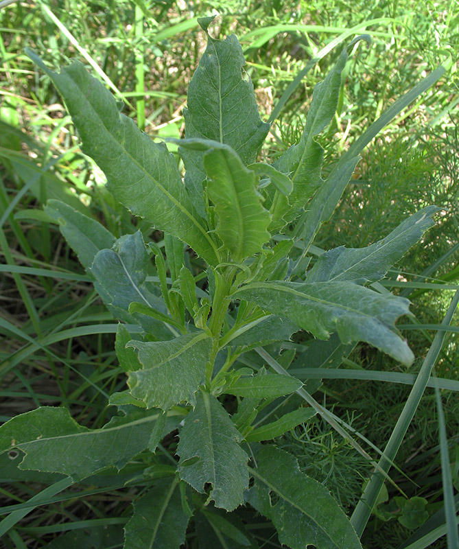 Image of Cirsium setosum specimen.