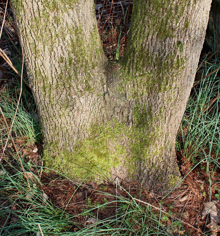 Image of Juglans microcarpa specimen.