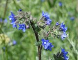 Anchusa officinalis. Верхушка соцветия. Восточный Казахстан, г. Усть-Каменогорск, правый берег р. Иртыш. 11.06.2013.