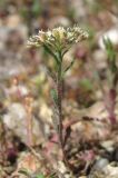 Alyssum umbellatum