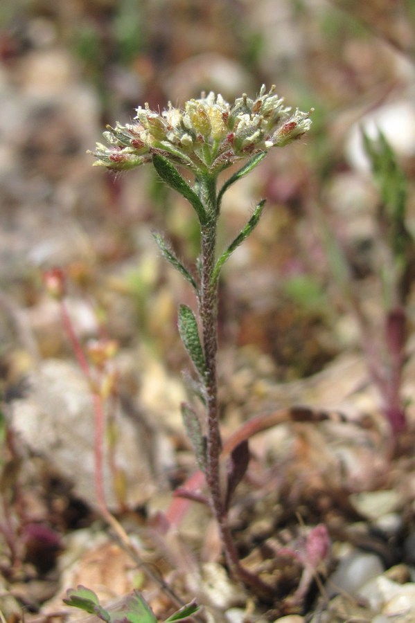 Изображение особи Alyssum umbellatum.