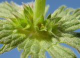 Lamium amplexicaule var. orientale