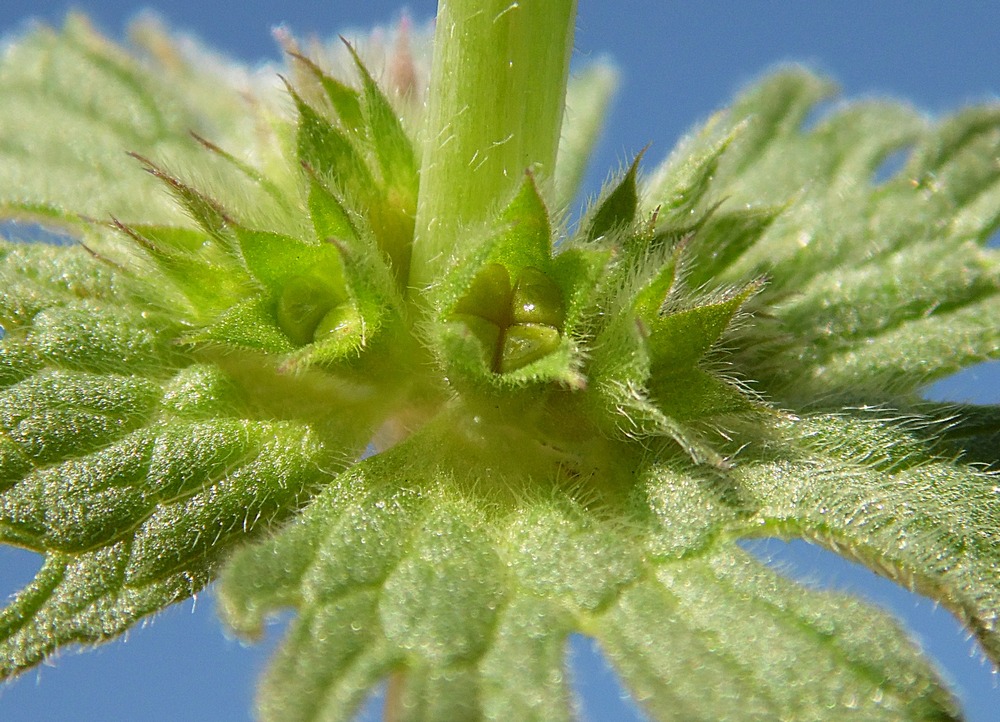 Image of Lamium amplexicaule var. orientale specimen.