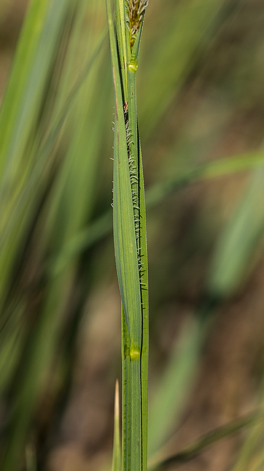 Image of Carex riparia specimen.