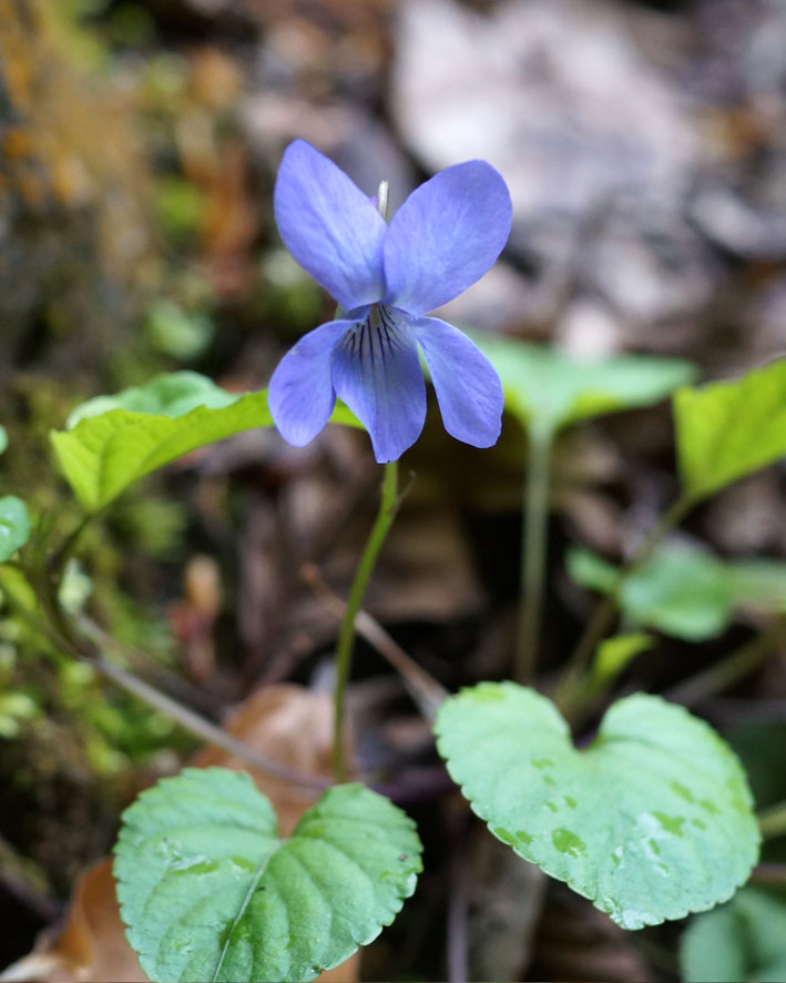 Изображение особи Viola sieheana.